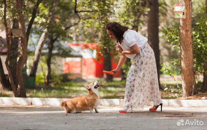 Воспитание и дрессировка собак, коррекция, передер