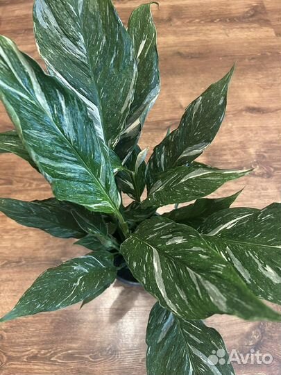 Спатифиллум дамойнд