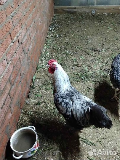 Петухи породистые