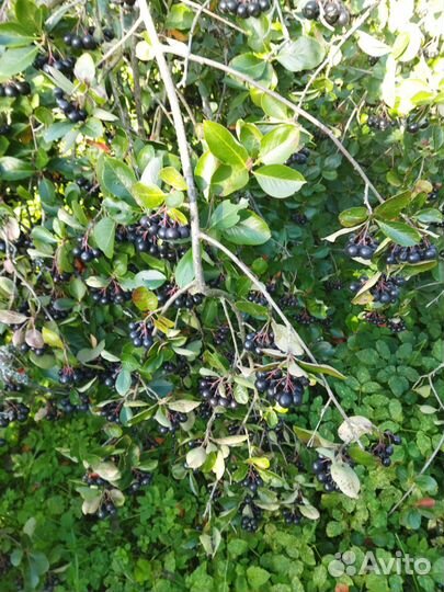 Чёрная рябина