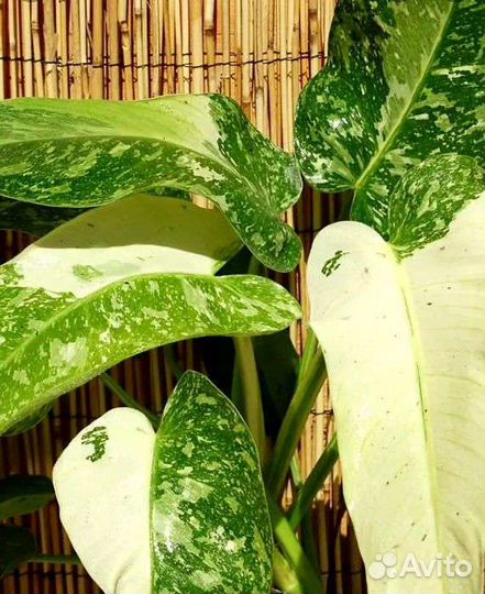 Филодендроны сортовые