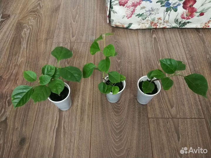 Бугенвиллия укорененные черенки