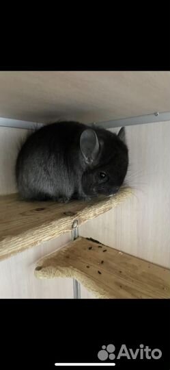Шиншилла мальчики