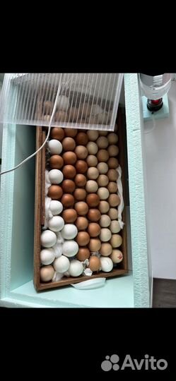 Инкубатор матрица дели