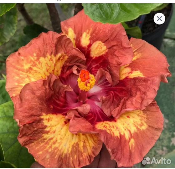 Гибискус Chris garden shakira