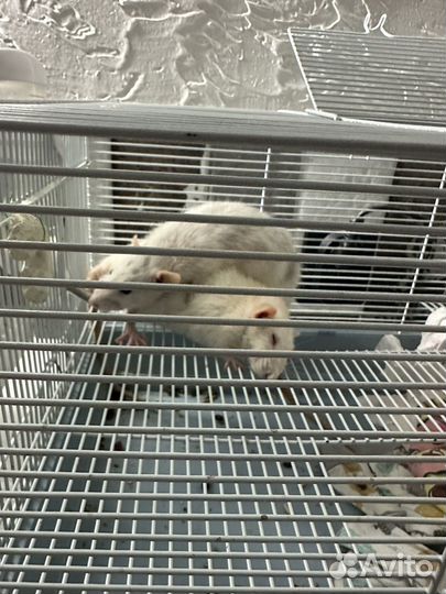 Отдам бесплатно двух крыс