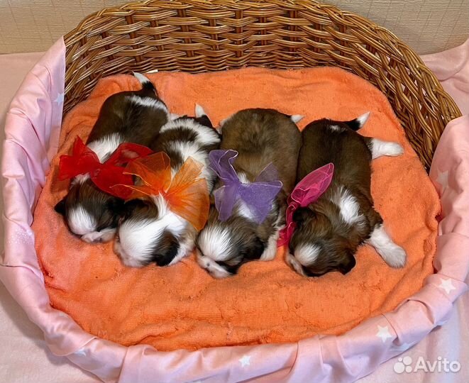 Очаровательные щенки ши-тцу