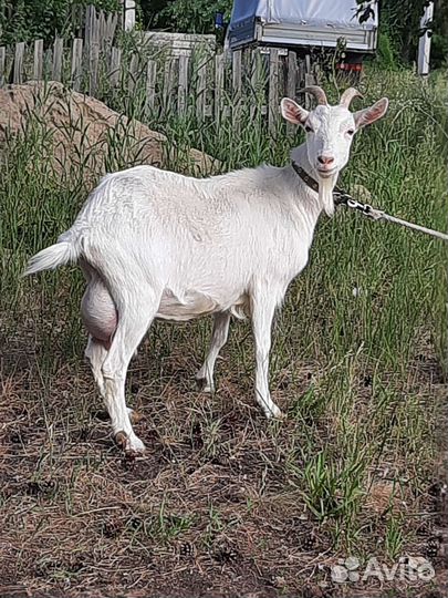 Коза дойная