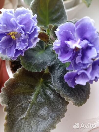 Фиалки махровые