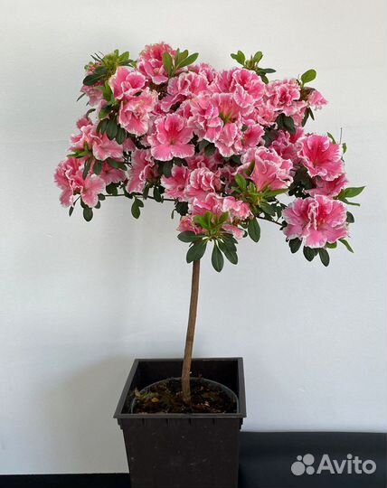 Азалия на штамбе, рододендрон, комнатное растение