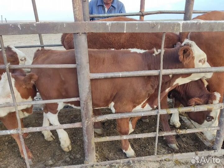 Быки на доращивание