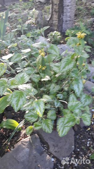 Садовые растения