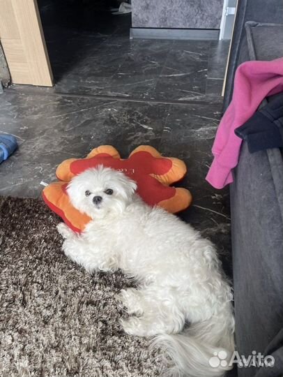 Вязка мальтеза мальчик