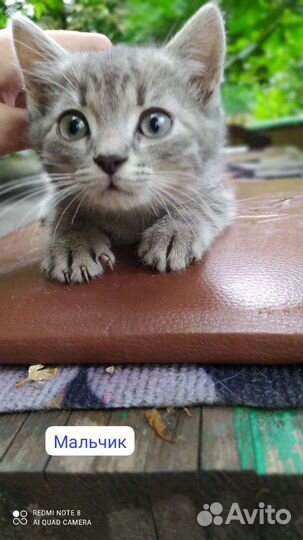 Котята в добрые руки бесплатно