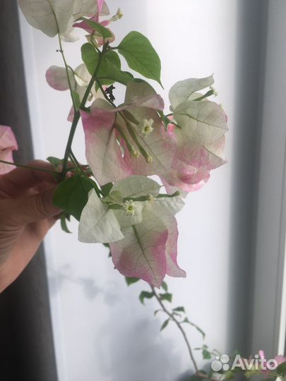 Chitra бугенвиллея