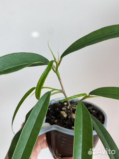 Фикус Биннендийка Али