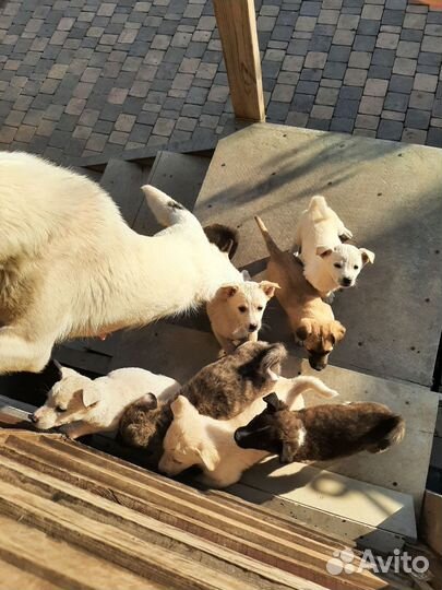 Щенок в добрые руки