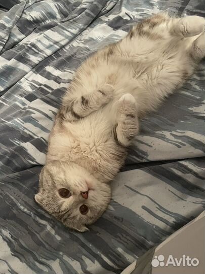 Шотландский кот вязка