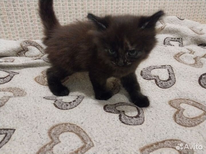 Котята