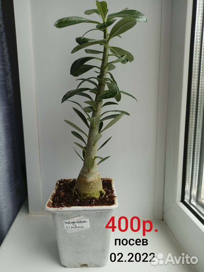 Адениум обесум (тучный)