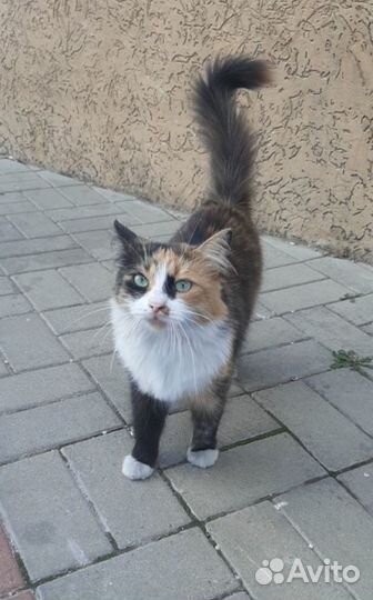 Кошки бесплатно