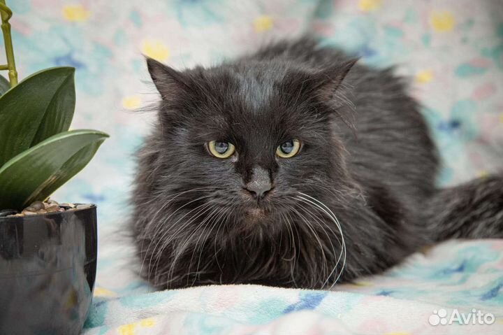 Чернышевский ищет дом