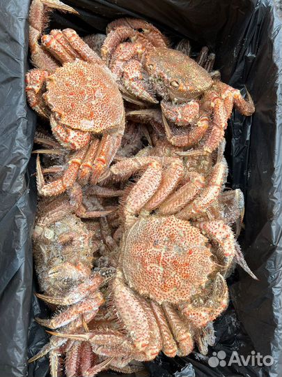 Оптом Краб Волосатик