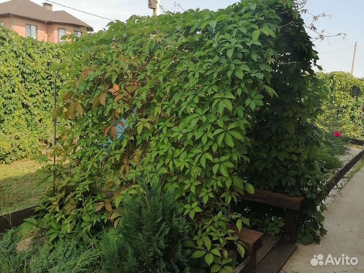 Саженцы девичий виноград