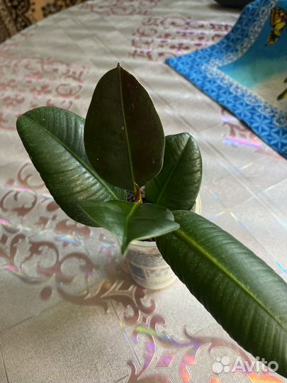 Фикус каучуконосный