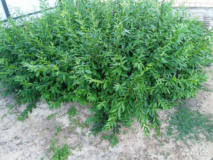 Саженцы бирючины