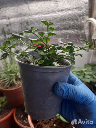 Бакопа вегетативная