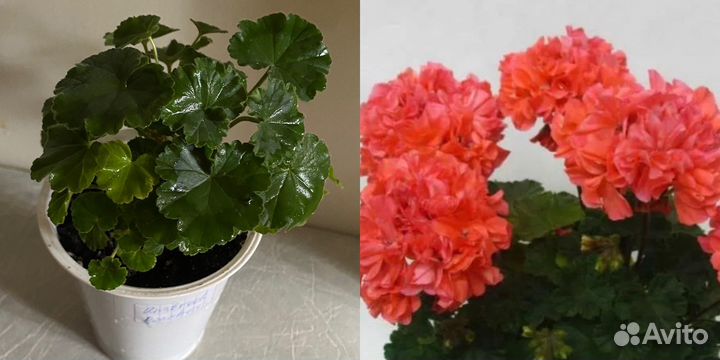 Пеларгония герань