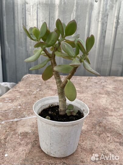 Толстянка(денежное дерево)