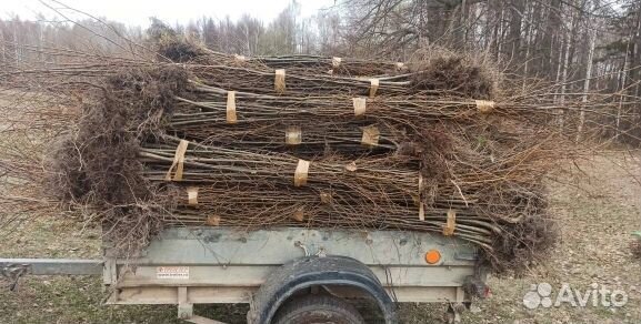 Крупномеры оптом сосна,липа,пихта