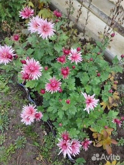Хризантема корейская, кустовая