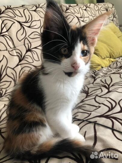 Разноглазые котята Мейн Кун