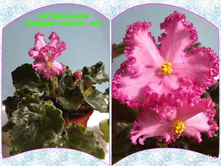 Сортовые фиалки