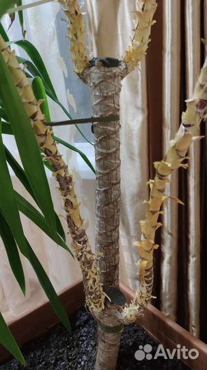 Пальма юкка