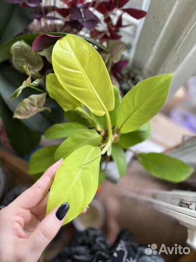 Филодендрон малай голд