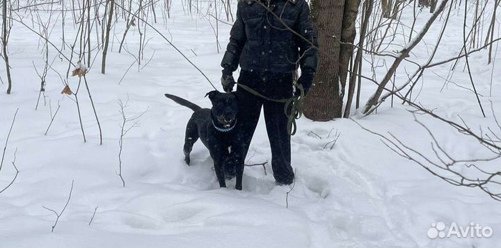 Молодой питбуль в добрые руки