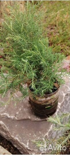 Форзиция, спирея, бузина чёрная и другие