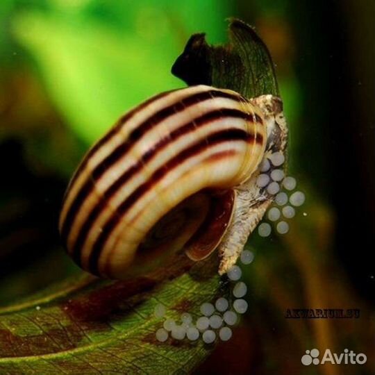 Улитки маризы