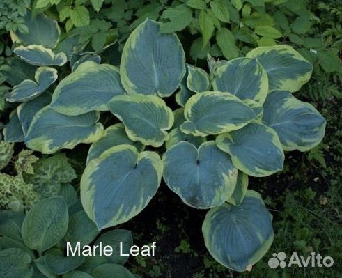 Хосты сортовые