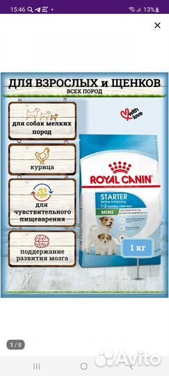 Домашние животные собаки