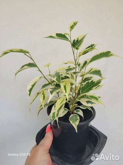 Фикус белый Де Гантель