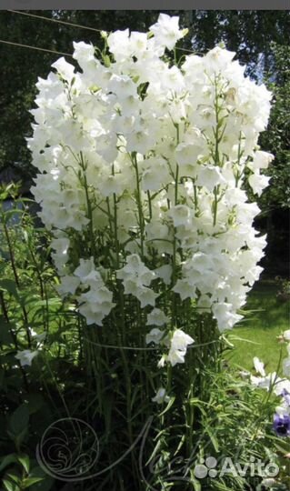 Колокольчик персиколистный