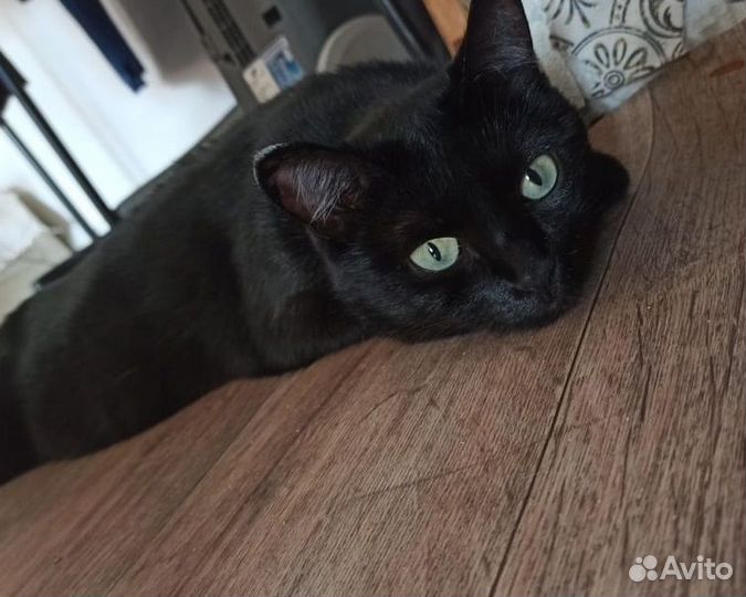 Кошечка в добрые руки