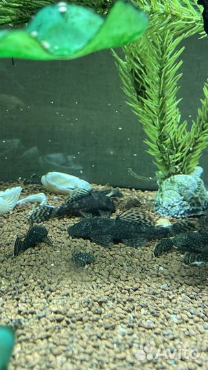 Сом анцитрус