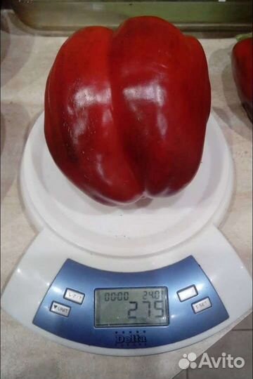 Семена перца