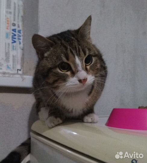 Отдам котика